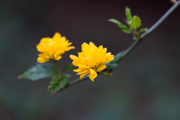 Pleniflora, kerria japonica, żółty kwitnący kwiat na gałązce