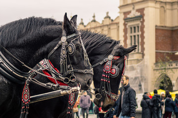Konie dorożka w Krakowi - obrazy, fototapety, plakaty