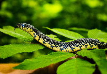 Eastern Black Kingsnake