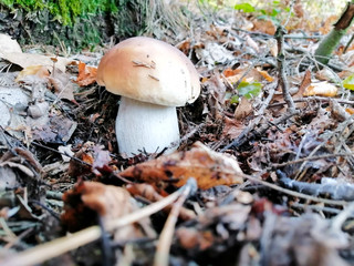 Borowik jesienią w lesie © Janusz