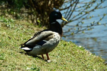 Ente