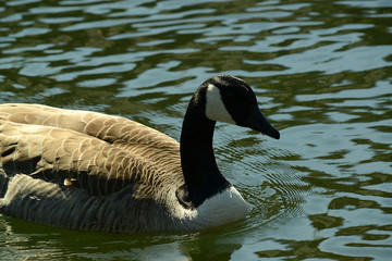 Wildgans