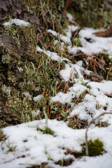 Macrophotography. Moss and lichen.