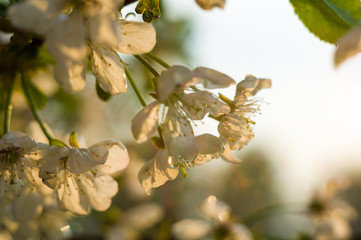 Background blooming beautiful white cherries in raindrops on a sunny day in early spring close up, soft focus