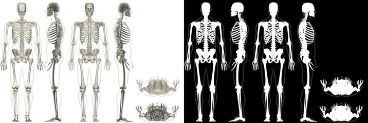 Human Anatomy Male Skeletal System With Outline
