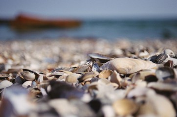 dead sea urchin