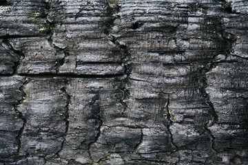 Beautiful wood texture. The natural texture. Organic texture. Natural background
