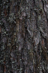 Macrophotography. Moss and lichen.