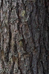 Macrophotography. Moss and lichen.