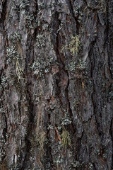 Macrophotography. Moss and lichen.
