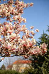 The branches of a pink magnolia blossom on springtime in a park