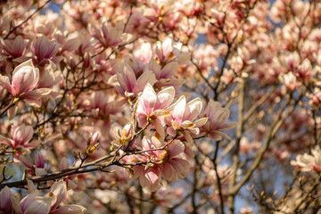 The branches of a pink magnolia blossom on springtime in a park