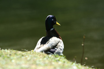 Enten am Wasser