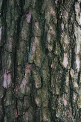 Beautiful wood texture. The natural texture. Organic texture. Natural background
