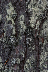 Macrophotography. Moss and lichen.