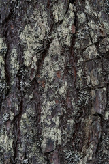 Macrophotography. Moss and lichen.