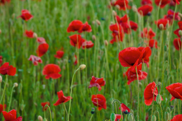 Fototapeta na wymiar red poppy flower field. beautiful nature scenery in summer afternoon
