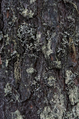 Macrophotography. Moss and lichen.