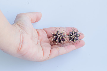 Obraz premium Gymnocalycium mihanovichii cactus on hand isolate on white background.Ruby Ball,Red Cap,Red Hibotan or Hibotan cacti.