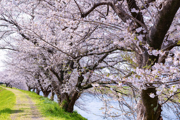 静岡県富士市龍巌淵の桜