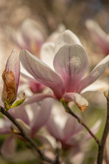 The branches of a pink magnolia blossom on springtime in a park