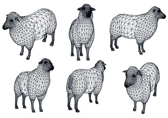 Sheep polygonal lines illustration. Abstract vector sheep on the white background