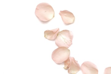 Blurred many sweet pink rose corollas on white isolated background with colorful flora details and softly style