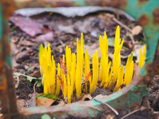 Bright yellow sprouts of a plant grow from the ground in spring close-up. View through a cell of a...