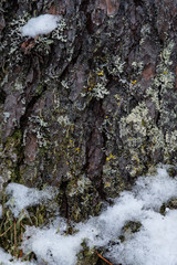 Macrophotography. Moss and lichen.