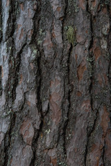Bark of the pine tree