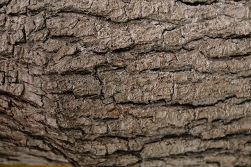 A brown apple tree bark is a close-up shot. Natural relief and texture as a background for text. Symbol of woodworking or lumbering production, or forestry, or horticulture.