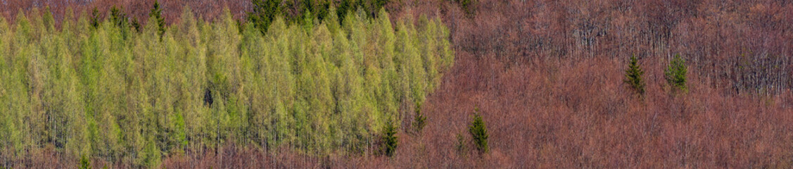 Green spring leaves on tree group. Texture background