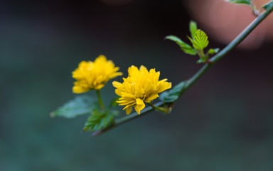 Pleniflora, kerria japonica, żółte kwitnące kwiaty na gałązce