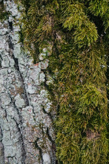 Beautiful wood texture. The natural texture. Organic texture. Natural background
