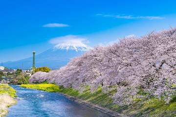 静岡県富士市龍巌淵の桜