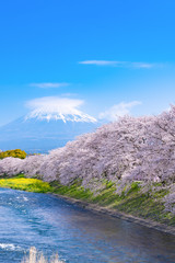 Naklejka premium 静岡県富士市龍巌淵の桜と富士山(笠雲)