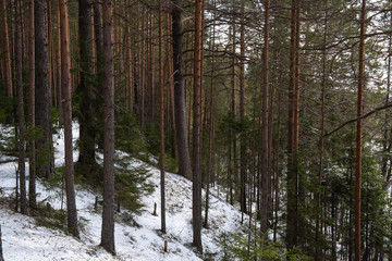 Taiga forest in the spring