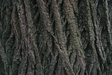 Beautiful wood texture. The natural texture. Organic texture. Natural background
