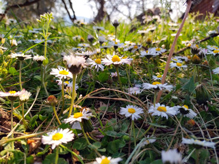 Prato di margherite spontanee