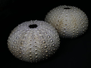 Large Sea Urchin Shells