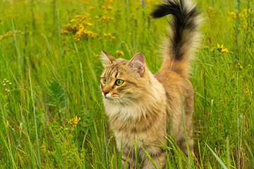 Naklejka na ściany i meble Striped brown cat walks and hunts in the green grass in the field. An animal in nature.