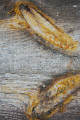 Beautiful wood texture. The natural texture. Organic texture. Natural background
