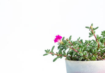 Close up Coral Carpet Sedum album succulent plant isolate on white background.(Stonecrops)