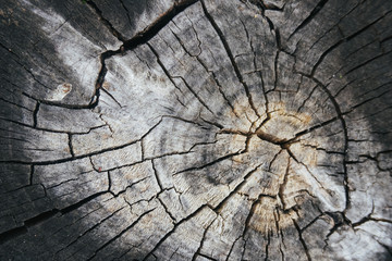 Fototapeta premium Beautiful wood texture. The natural texture. Organic texture. Natural background 