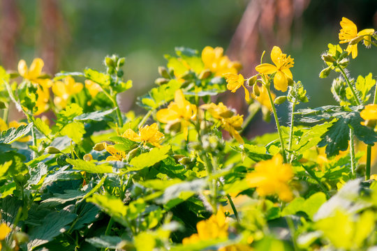 yellow blooming of the greater celandine. wild herbs on the grassy meadow on a sunny day. the plant from poppy family is also known as Chelidonium majus or tetterwort an used in medicine