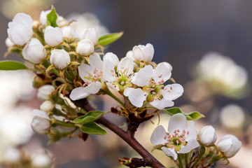 Pear bloom