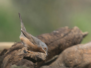 Sylvia cantillans, curruca carrasqueña en libertad,  vida salvaje.