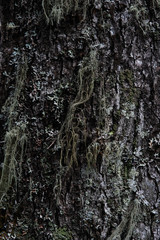 Macrophotography. Moss and lichen.