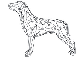 Labrador retriever dog polygonal lines illustration. Abstract vector dog on the white background
