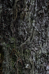 Macrophotography. Moss and lichen.